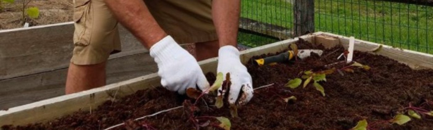A gardener wearing a hat and gloves bends down to plant seedlings in a raised bed. A fence and red barn are in the background.
