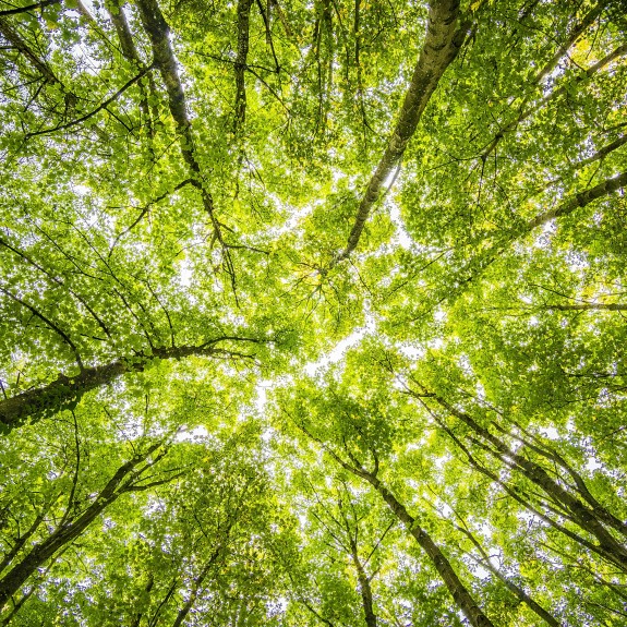 A bunch of trees in a forest, on a sunny day.