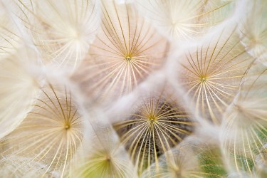 close up of dandelions